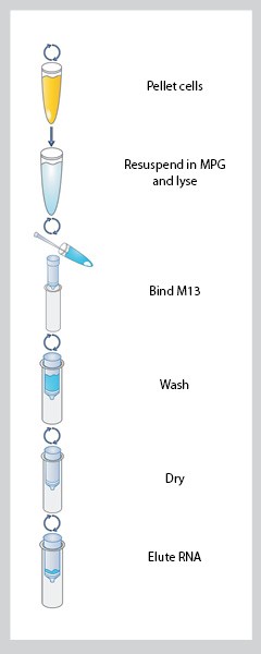 The instructions of E.Z.N.A.® M13 DNA Mini Kit